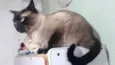 Gato raça Siamês  idade 1 ano nome Nick 