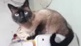 Gato raça Siamês  idade 1 ano nome Nick 