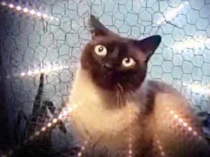 Gato raça Siamês  idade 1 ano nome Nick 