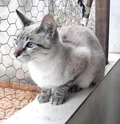 Gato raça Srd idade 2 a 6 meses nome Biscoito bb 5 meses 