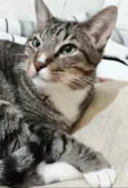 Gato raça Srd idade 2 anos nome Tigue 
