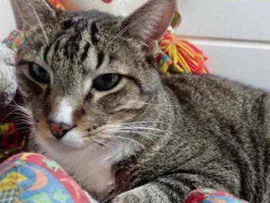 Gato raça Srd idade 2 anos nome Tigue 