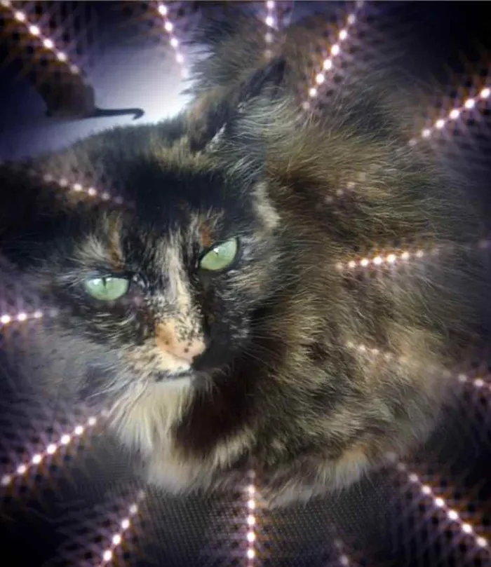 Gato raça Srd idade 7 a 11 meses nome Frufru