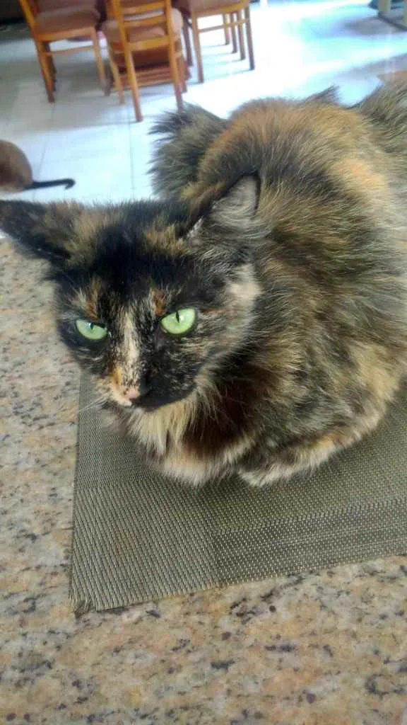 Gato raça Srd idade 7 a 11 meses nome Frufru