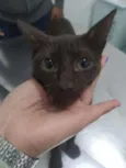 ARYA