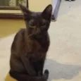 ARYA