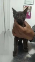 ARYA