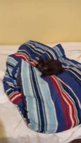 ARYA