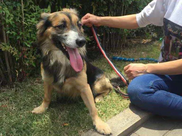 Cachorro raça Srd idade 2 anos nome Marcelinho