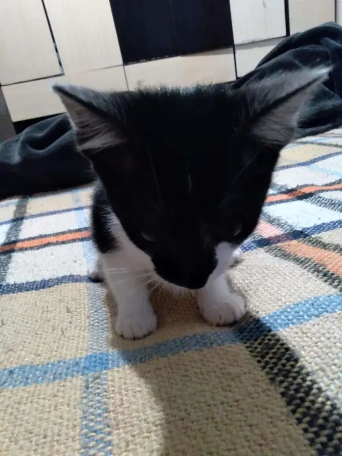 Gato ra a SRD-ViraLata idade 2 a 6 meses nome Lili