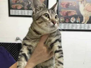 Gato raça Srd idade 2 a 6 meses nome Miss Kitty bb 5meses
