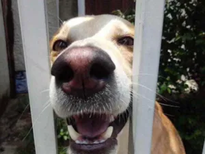 Cachorro raça Srd idade 1 ano nome Trovão bonzinho 