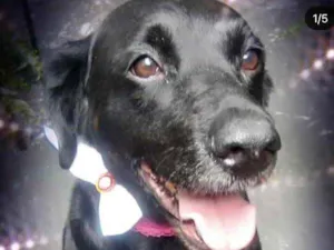 Cachorro raça Labrador mestiça srd idade 3 anos nome Luna Linda 