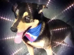 Cachorro raça Srd idade 1 ano nome Spike fofinho 