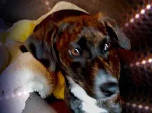 Cachorro raça Pinscher mestiça srd  idade 2 a 6 meses nome Molly bb urgente 