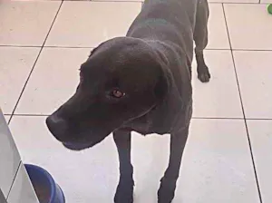 Cachorro raça Labrador mestiço srd idade 1 ano nome Thor 