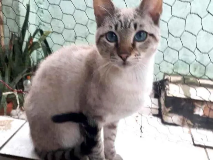 Gato raça Srd idade 2 a 6 meses nome Biscoito bb 5 meses 