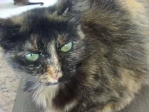 Gato raça Srd idade 7 a 11 meses nome Frufru