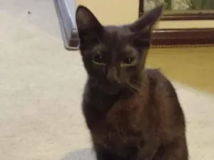 Gato raça SRD-ViraLata idade 2 a 6 meses nome ARYA