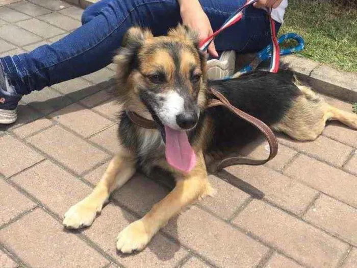 Cachorro raça Srd idade 2 anos nome Marcelinho