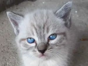 Gato raça Srd idade 2 a 6 meses nome Picles