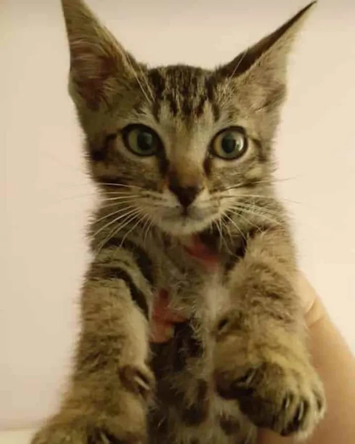 Gato raça . idade 2 a 6 meses nome ...