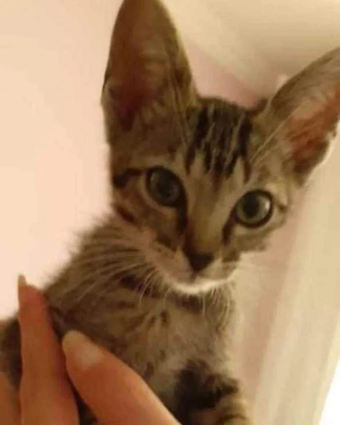 Gato raça . idade 2 a 6 meses nome ...