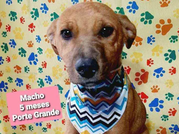 Cachorro raça Srd idade 2 a 6 meses nome Astor