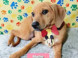 Cachorro raça Srd idade 2 a 6 meses nome Bili