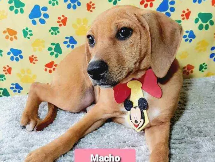 Cachorro raça Srd idade 2 a 6 meses nome Bili