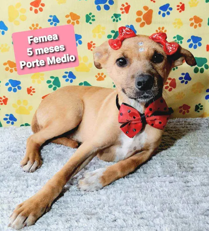 Cachorro raça Srd idade 2 a 6 meses nome Maria