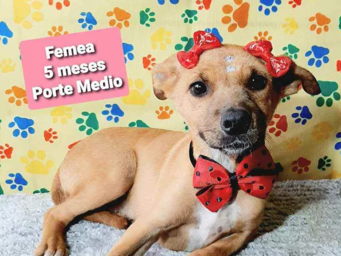 Cachorro raça Srd idade 2 a 6 meses nome Maria