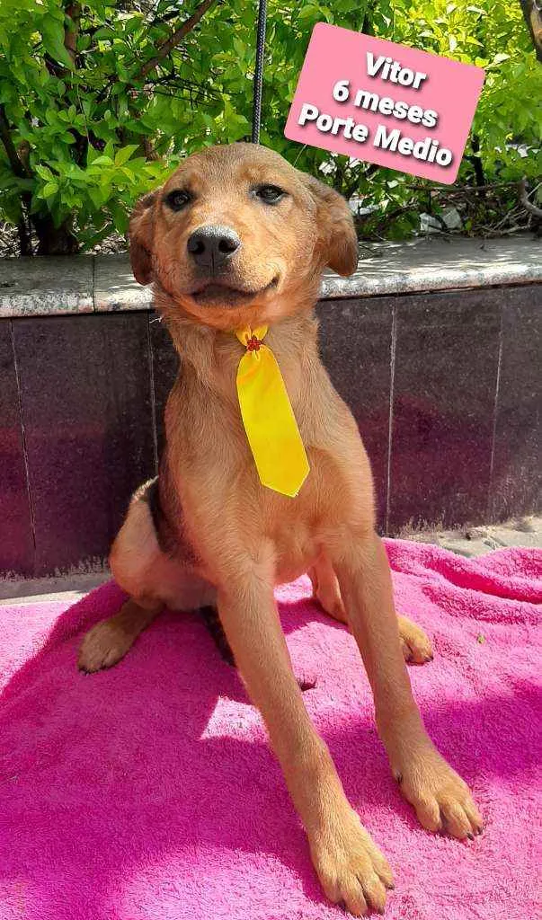 Cachorro raça Srd idade 2 a 6 meses nome Vitor
