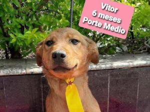 Cachorro raça Srd idade 2 a 6 meses nome Vitor