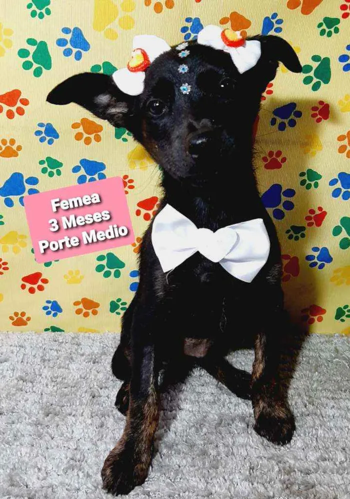 Cachorro raça Srd idade 2 a 6 meses nome Vitoria