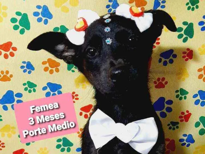 Cachorro raça Srd idade 2 a 6 meses nome Vitoria