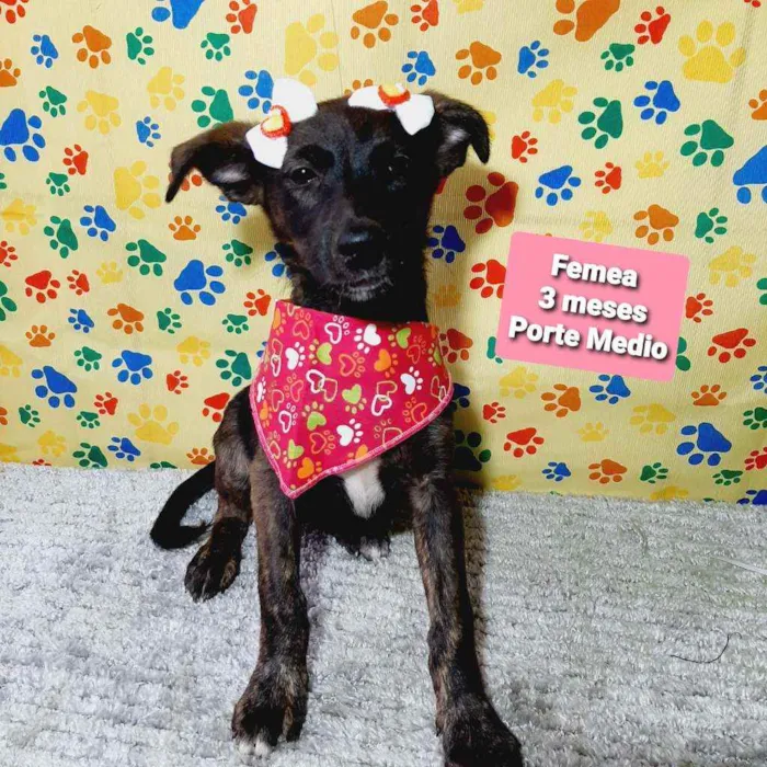 Cachorro raça Srd idade 2 a 6 meses nome Lili