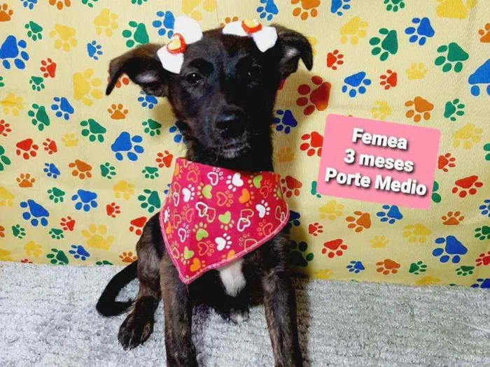 Cachorro raça Srd idade 2 a 6 meses nome Lili