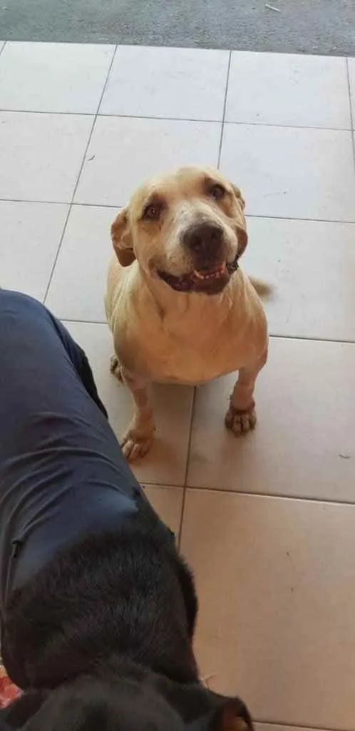 Cachorro raça Pitbull  idade 6 ou mais anos nome MEL