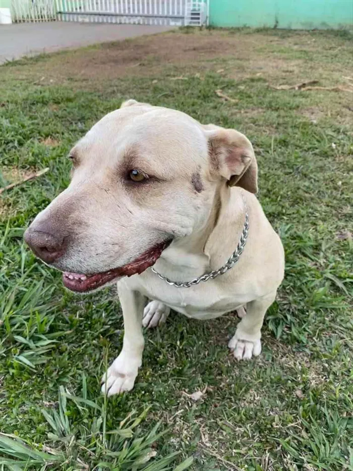 Cachorro raça Pitbull  idade 6 ou mais anos nome MEL