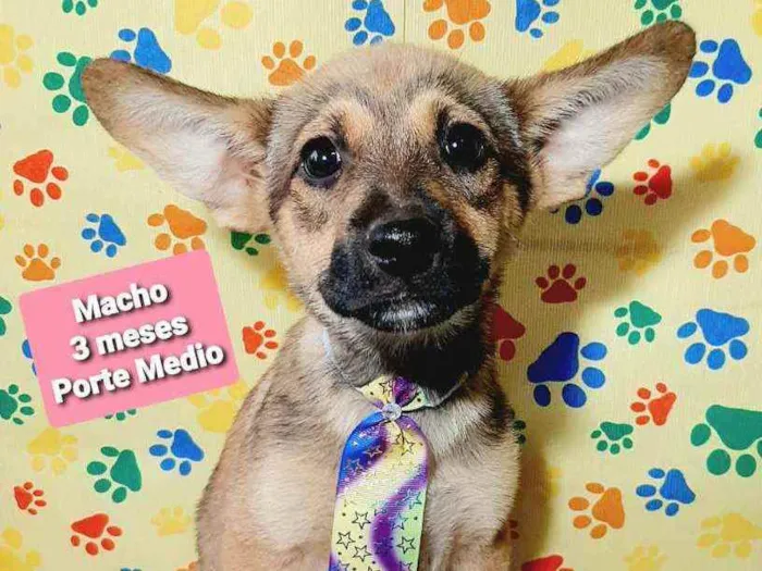 Cachorro raça Srd idade 2 a 6 meses nome Dumbo