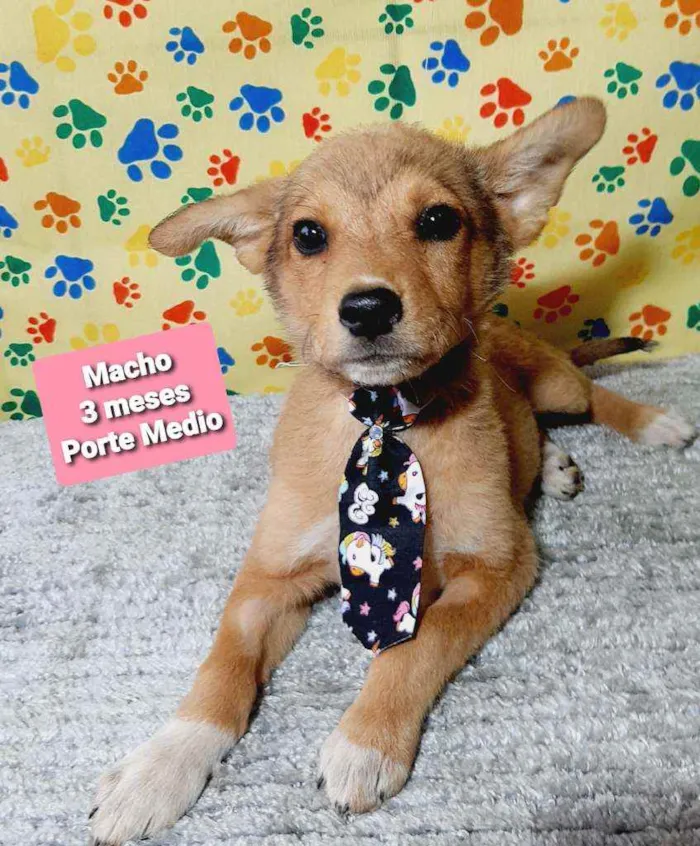 Cachorro raça Srd idade 2 a 6 meses nome Maike