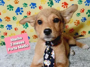 Cachorro raça Srd idade 2 a 6 meses nome Maike
