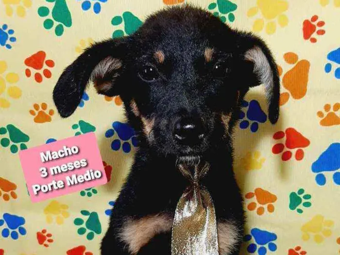 Cachorro raça Srd idade 2 a 6 meses nome Nino