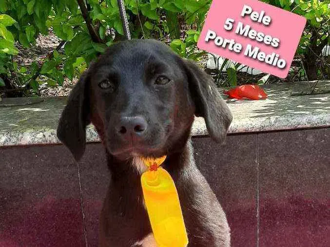 Cachorro raça Srd idade 2 a 6 meses nome Pelé
