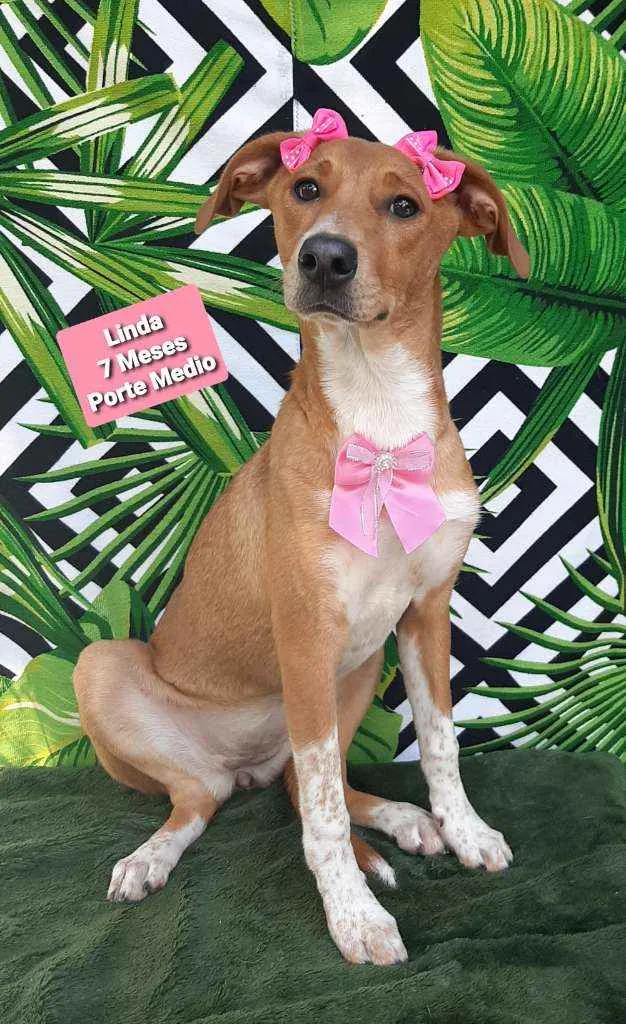 Cachorro raça Srd idade 7 a 11 meses nome Linda