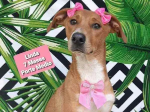 Cachorro raça Srd idade 7 a 11 meses nome Linda