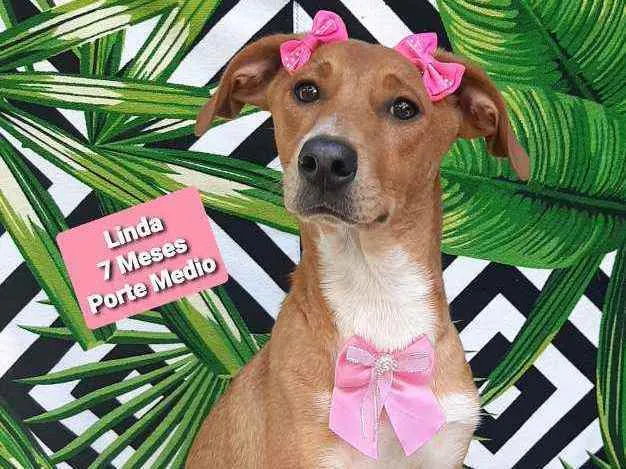 Cachorro raça Srd idade 7 a 11 meses nome Linda