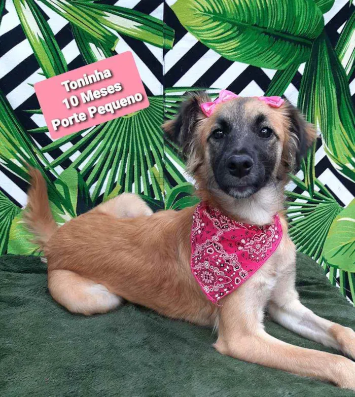 Cachorro raça Srd idade 1 ano nome Toninha