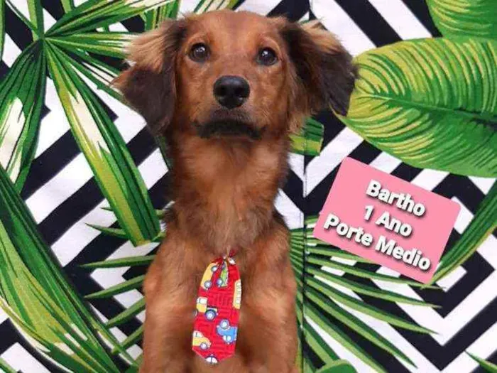 Cachorro raça Srd idade 1 ano nome Baetho